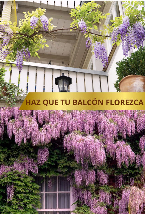 Kit plantación flores🍃  WISTERIA Árbol Chino🌷 ( Incluye semillas, abono, pala)