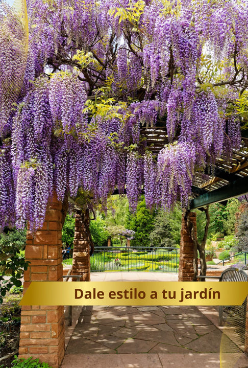 Kit plantación flores🍃  WISTERIA Árbol Chino🌷 ( Incluye semillas, abono, pala)