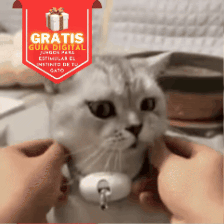 Collar Láser Gatos ⚡ FUNNY PROCAT 😹  (Láser Automático y libera tensión)