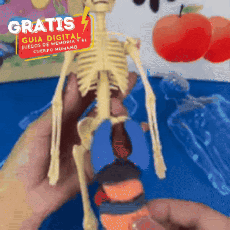 Juego Modelo Anatómico 🧩 MENTAL FUN 🧠 (Incentiva el aprendizaje)
