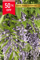 Kit plantación flores🍃  WISTERIA Árbol Chino🌷 ( Incluye semillas, abono, pala)