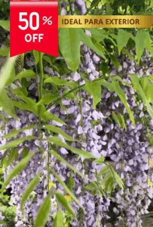 Kit plantación flores🍃  WISTERIA Árbol Chino🌷 ( Incluye semillas, abono, pala)